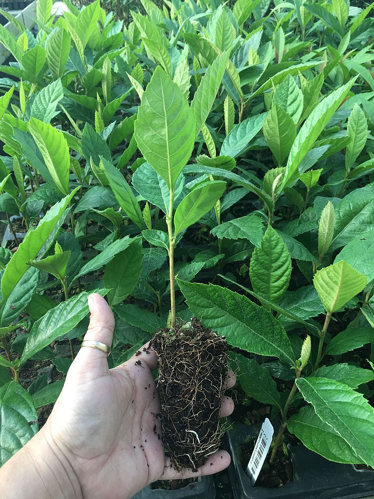 eriobotrya-japonica-loquat-edible-japanese-plum