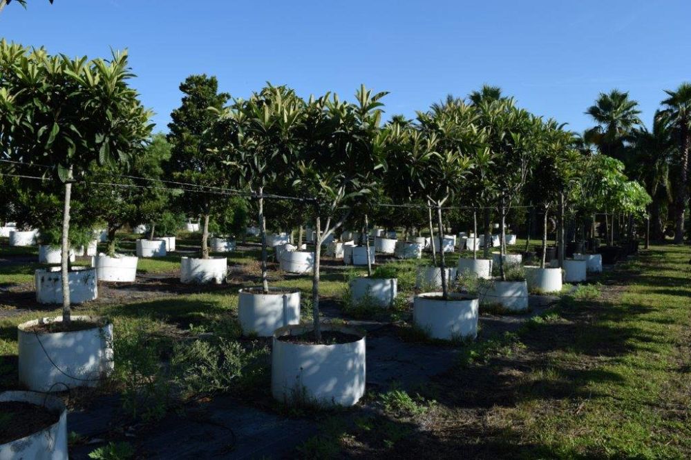 eriobotrya-japonica-loquat-edible-japanese-plum