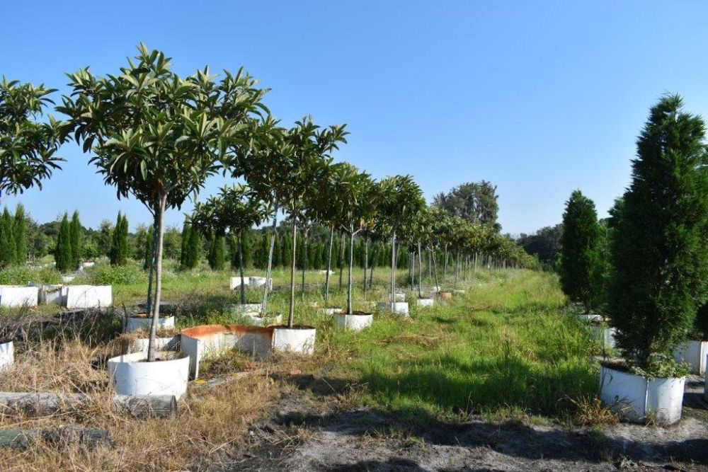 eriobotrya-japonica-loquat-edible-japanese-plum