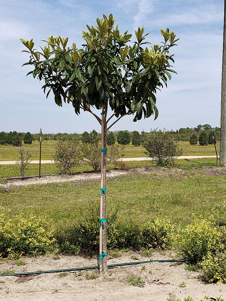 eriobotrya-japonica-loquat-edible-japanese-plum