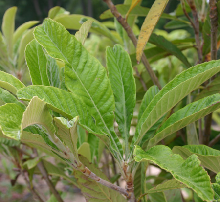 eriobotrya-japonica-loquat-edible-japanese-plum