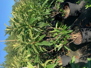 eriobotrya-japonica-loquat-edible-japanese-plum