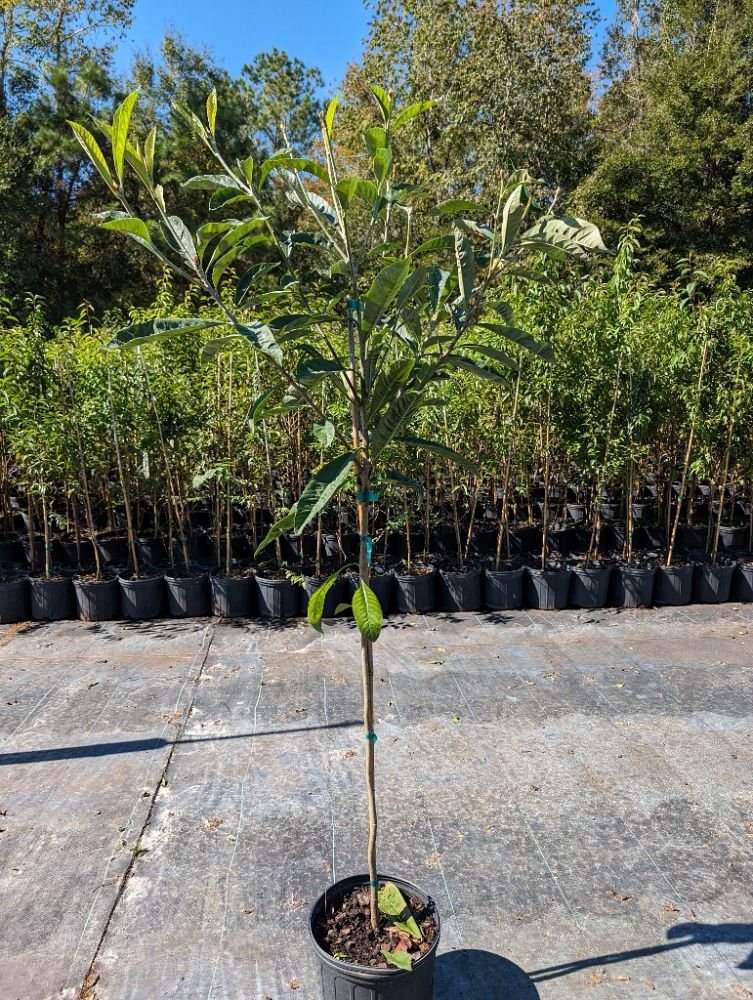 eriobotrya-japonica-loquat-edible-japanese-plum