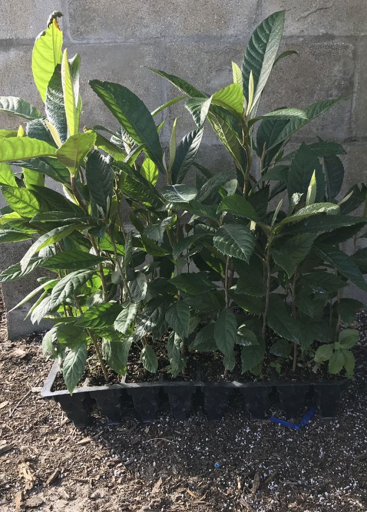 eriobotrya-japonica-loquat-edible-japanese-plum