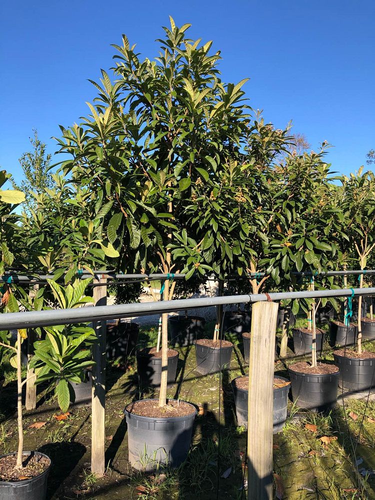 eriobotrya-japonica-loquat-edible-japanese-plum