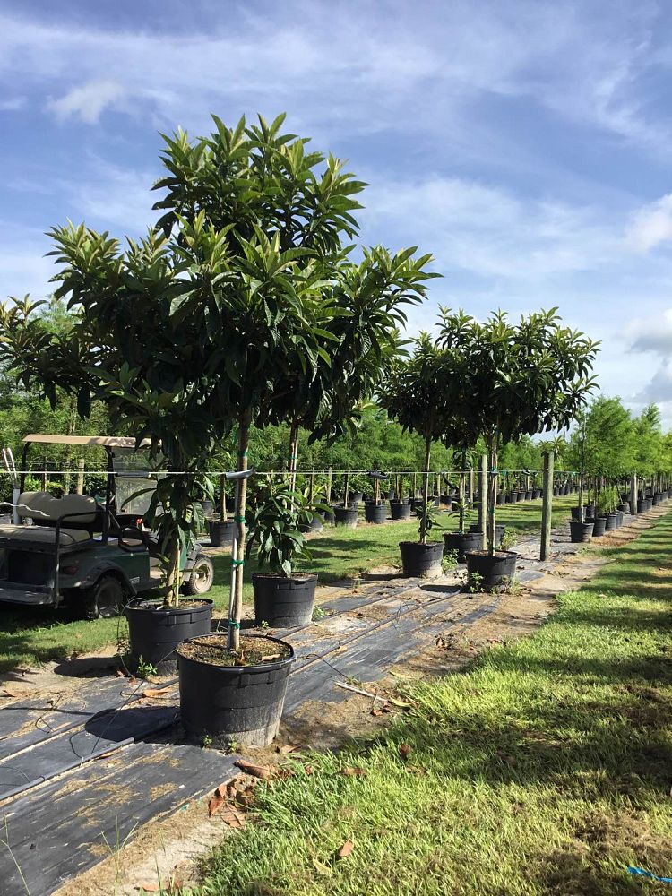 eriobotrya-japonica-loquat-edible-japanese-plum