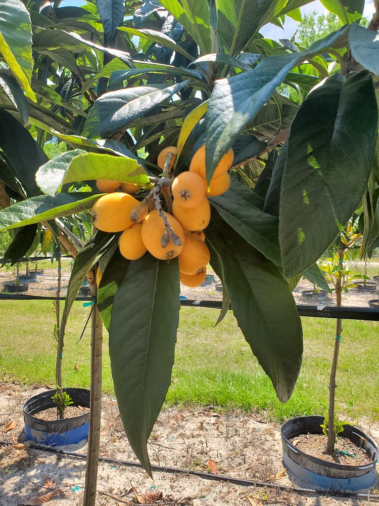 eriobotrya-japonica-loquat-edible-japanese-plum