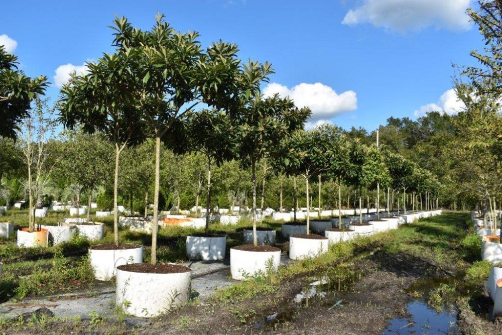 eriobotrya-japonica-loquat-edible-japanese-plum