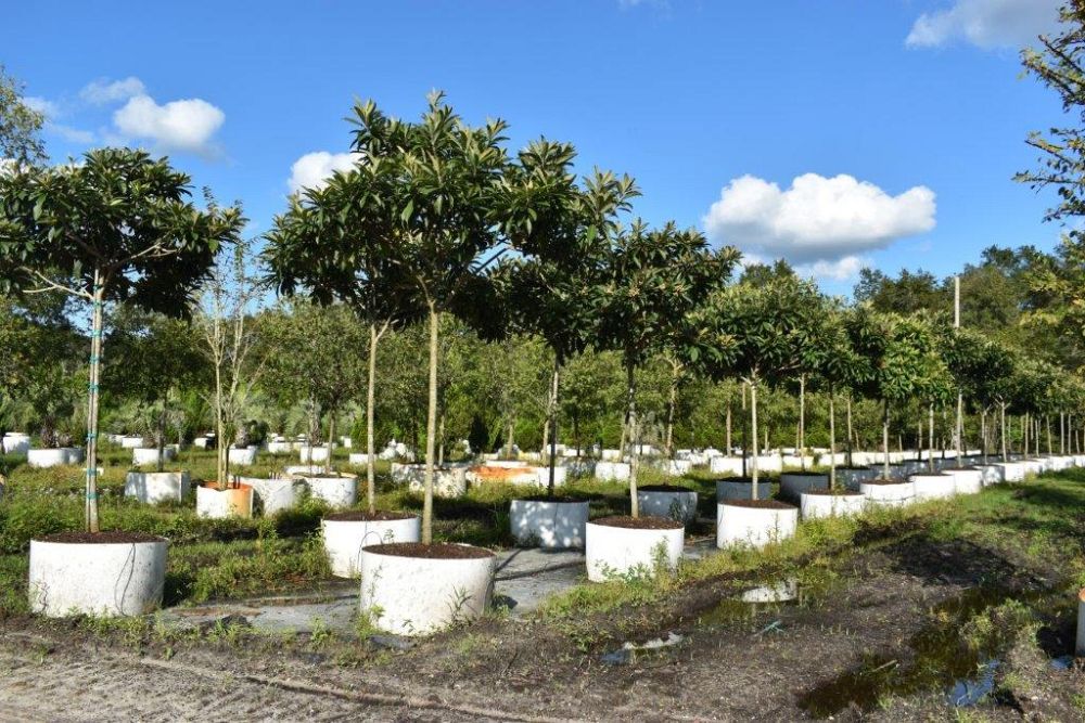 eriobotrya-japonica-loquat-edible-japanese-plum