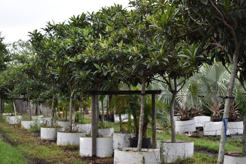eriobotrya-japonica-loquat-edible-japanese-plum