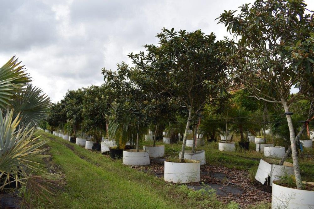 eriobotrya-japonica-loquat-edible-japanese-plum