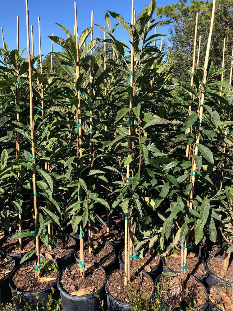 eriobotrya-japonica-loquat-edible-japanese-plum
