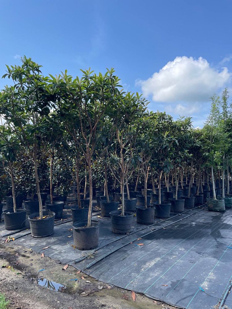 eriobotrya-japonica-loquat-edible-japanese-plum