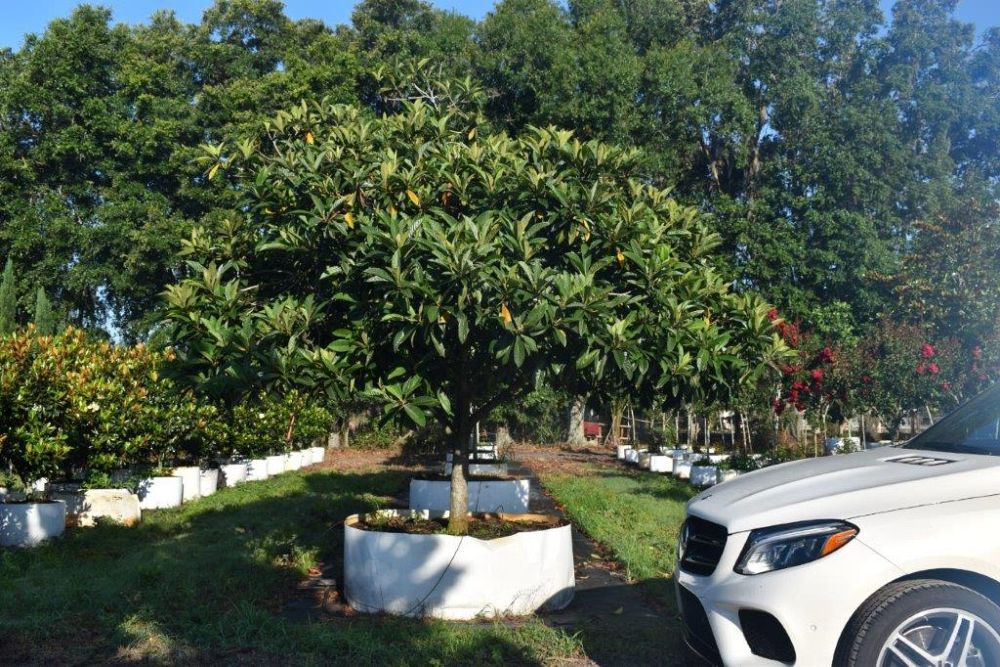 eriobotrya-japonica-loquat-edible-japanese-plum
