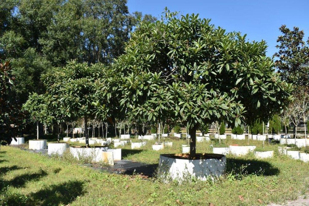 eriobotrya-japonica-loquat-edible-japanese-plum