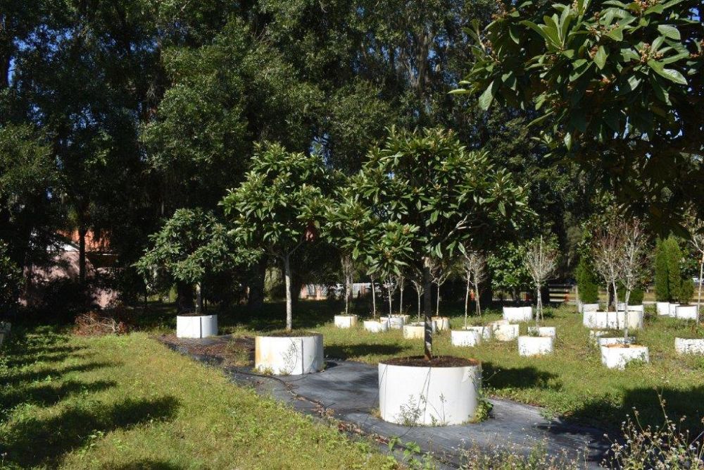 eriobotrya-japonica-loquat-edible-japanese-plum