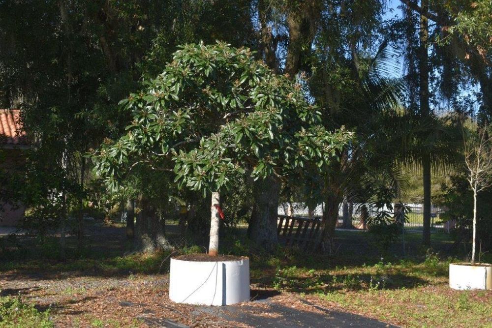 eriobotrya-japonica-loquat-edible-japanese-plum