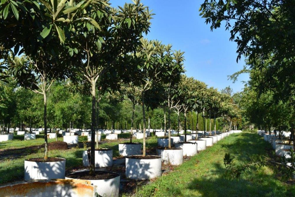 eriobotrya-japonica-loquat-edible-japanese-plum