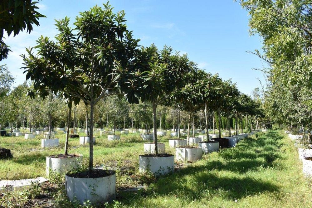 eriobotrya-japonica-loquat-edible-japanese-plum