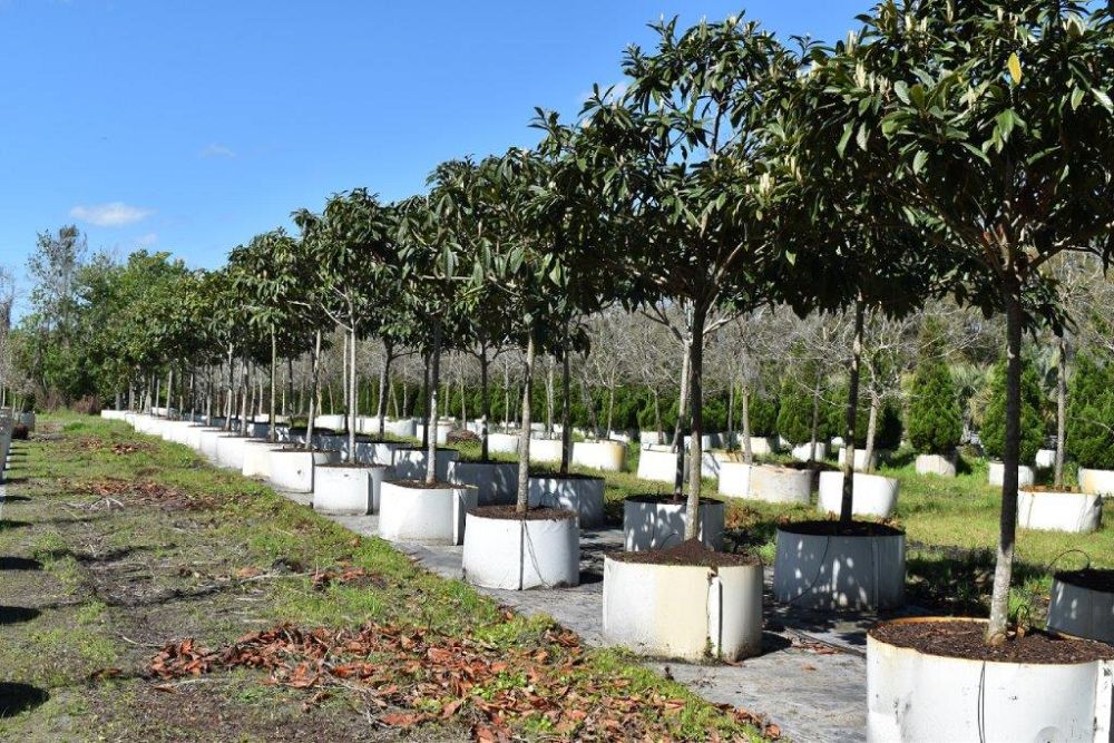 eriobotrya-japonica-loquat-edible-japanese-plum