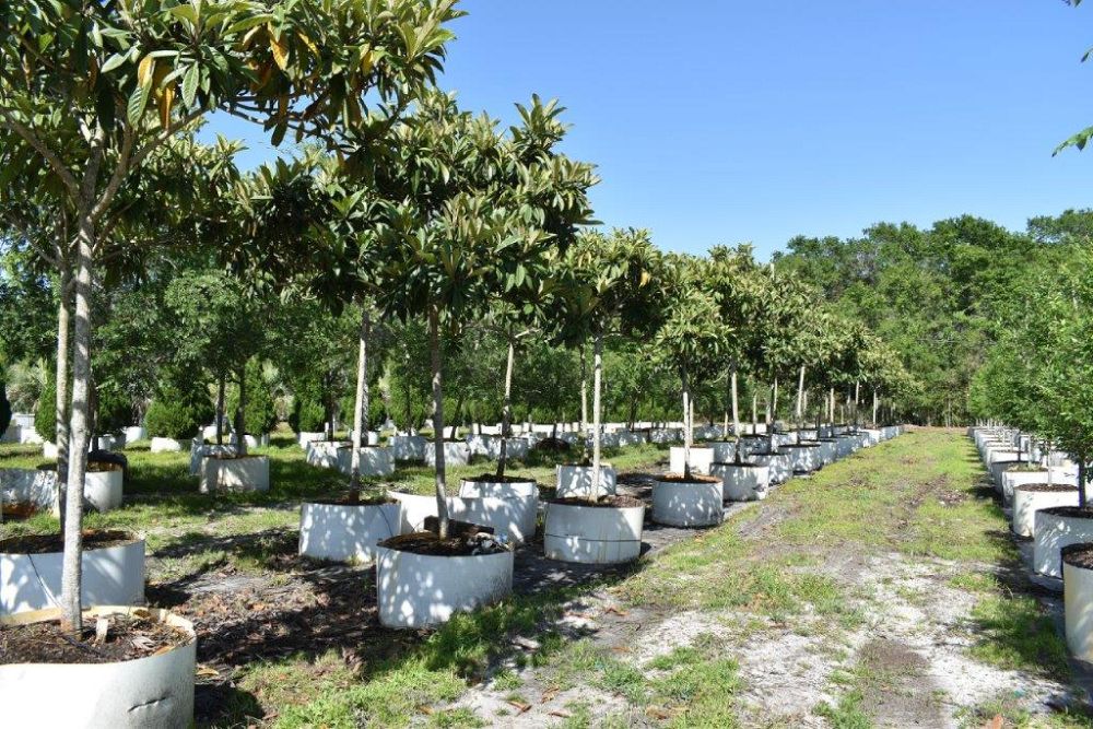 eriobotrya-japonica-loquat-edible-japanese-plum