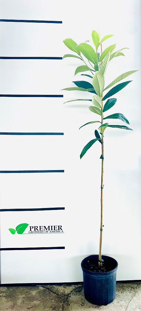 eriobotrya-japonica-loquat-edible-japanese-plum