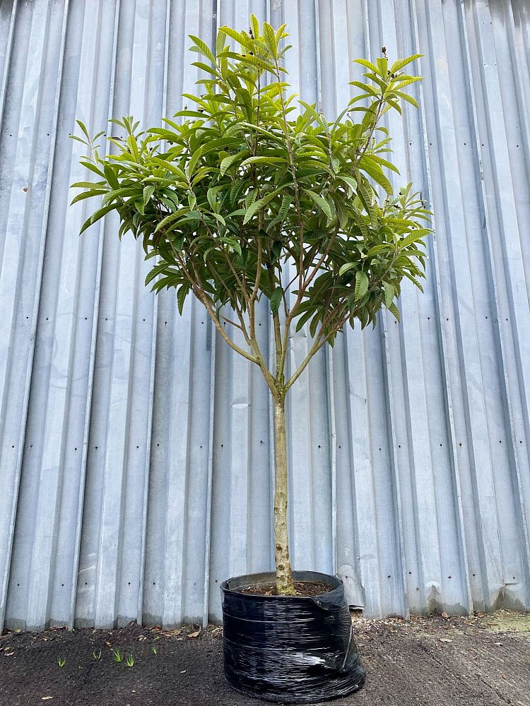 eriobotrya-japonica-loquat-edible-japanese-plum