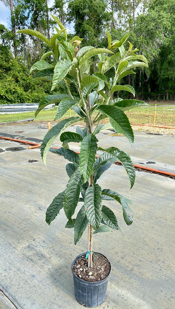 eriobotrya-japonica-loquat-edible-japanese-plum