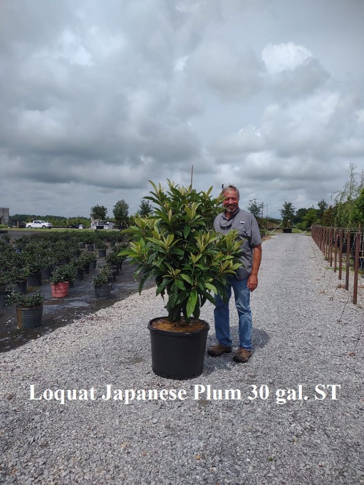 eriobotrya-japonica-loquat-edible-japanese-plum