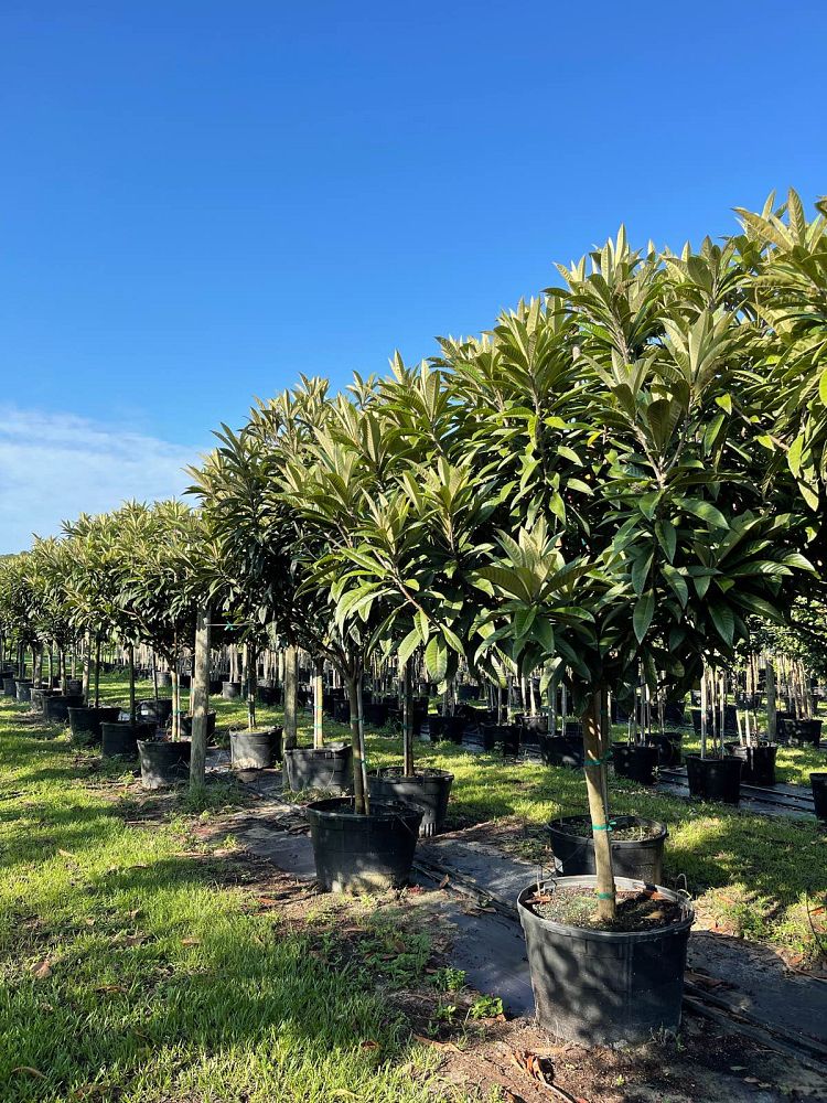 eriobotrya-japonica-loquat-edible-japanese-plum