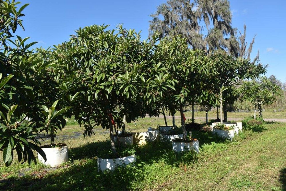 eriobotrya-japonica-loquat-edible-japanese-plum