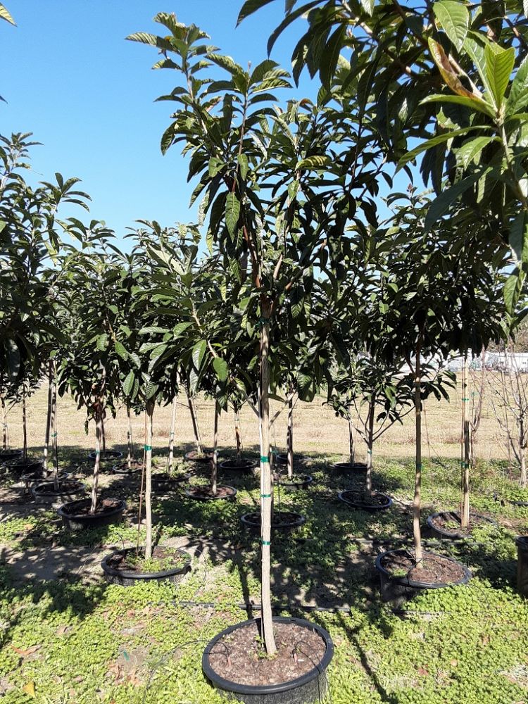 eriobotrya-japonica-loquat-edible-japanese-plum