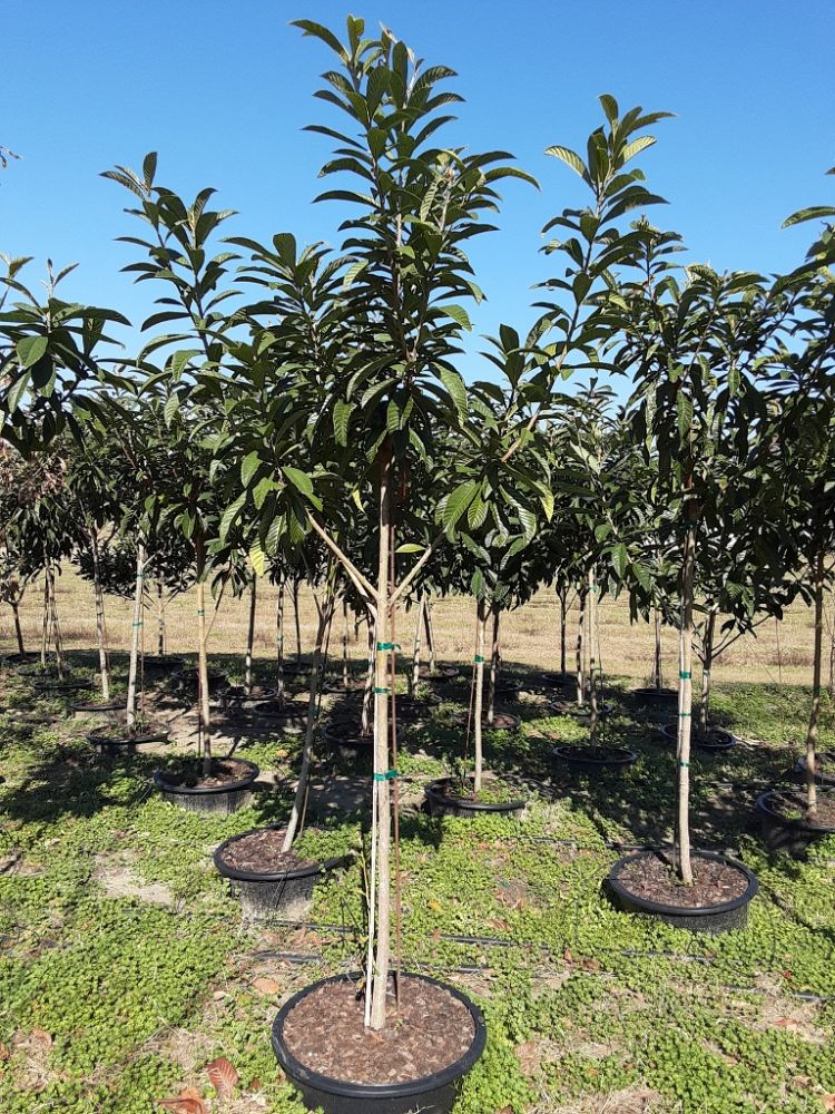 eriobotrya-japonica-loquat-edible-japanese-plum