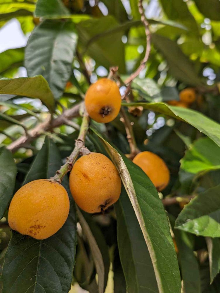 eriobotrya-japonica-loquat-edible-japanese-plum