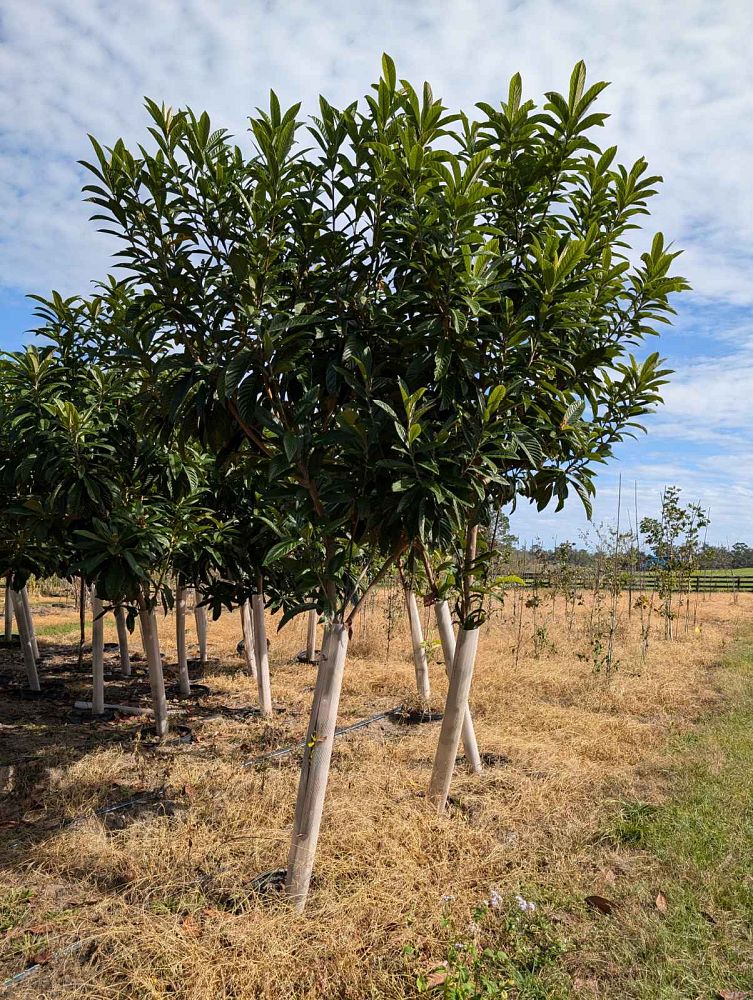 eriobotrya-japonica-loquat-edible-japanese-plum