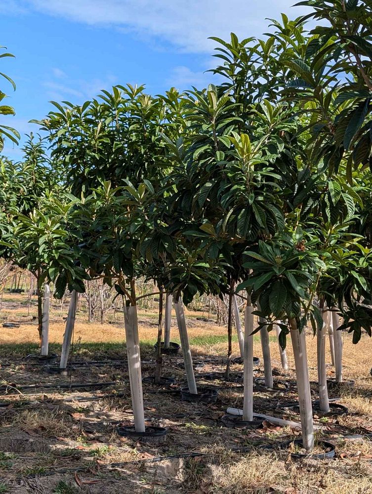 eriobotrya-japonica-loquat-edible-japanese-plum