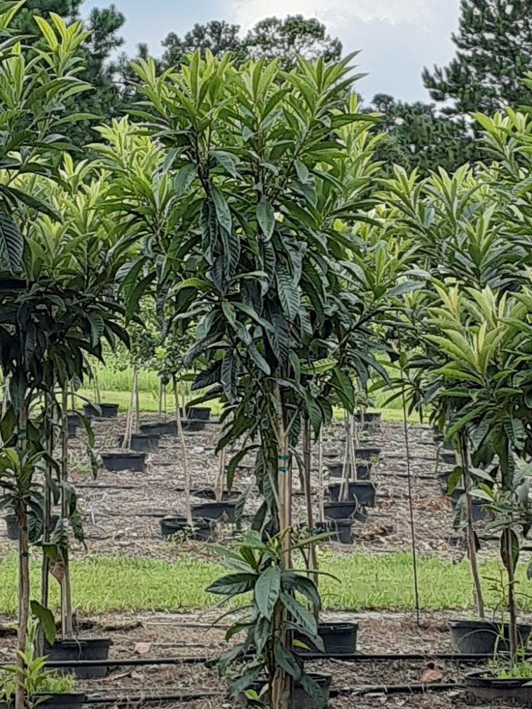 eriobotrya-japonica-loquat-edible-japanese-plum