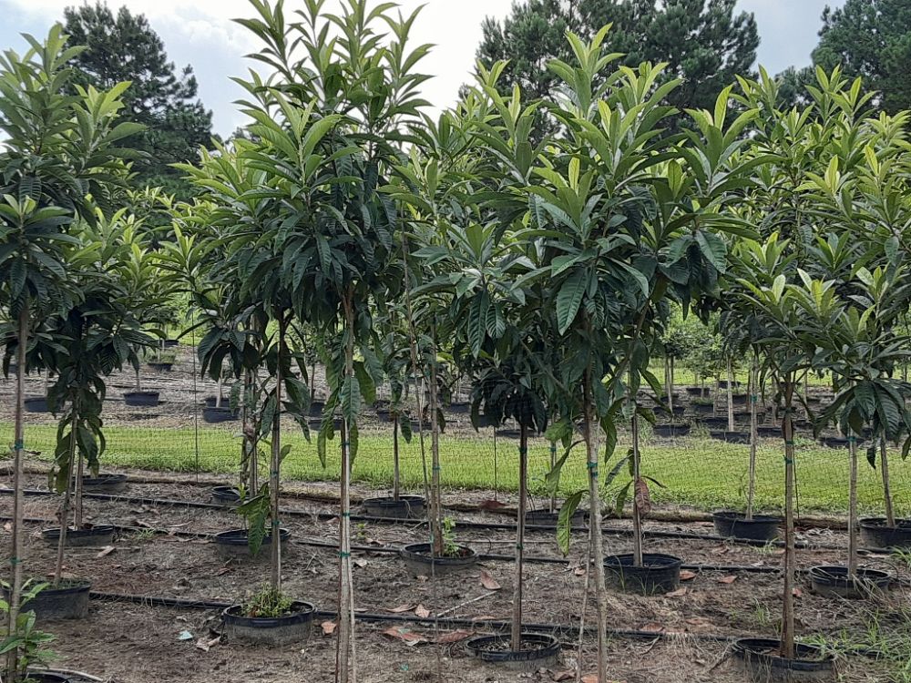 eriobotrya-japonica-loquat-edible-japanese-plum
