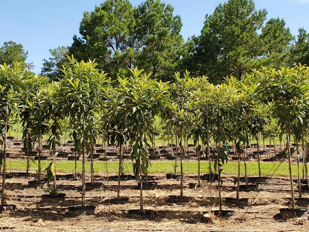 eriobotrya-japonica-loquat-edible-japanese-plum