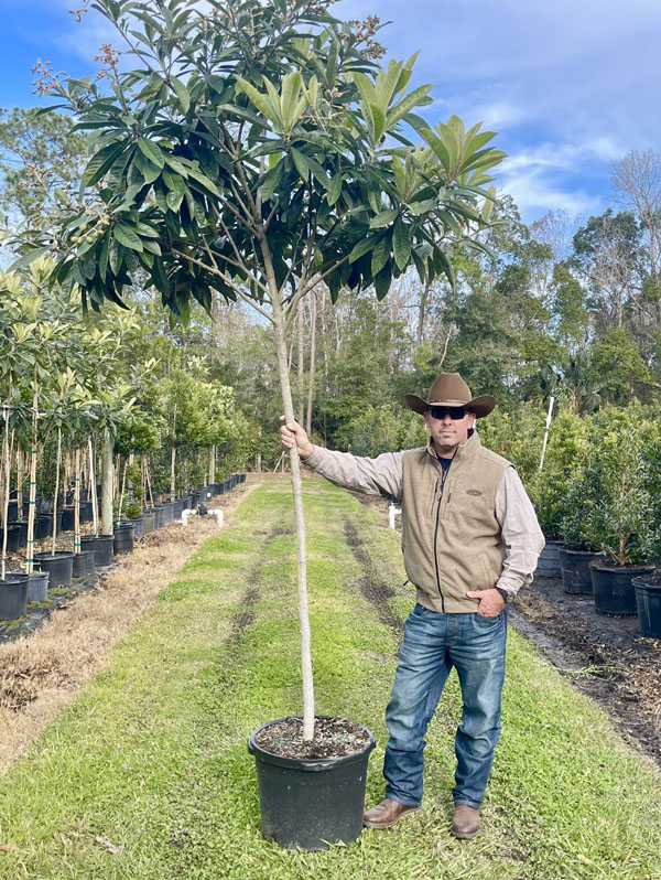 eriobotrya-japonica-loquat-edible-japanese-plum