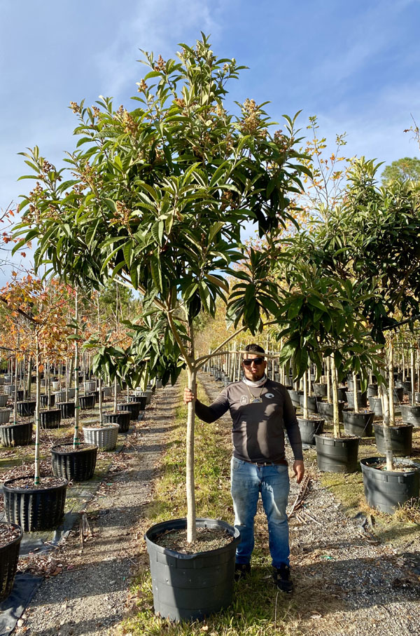 eriobotrya-japonica-loquat-edible-japanese-plum