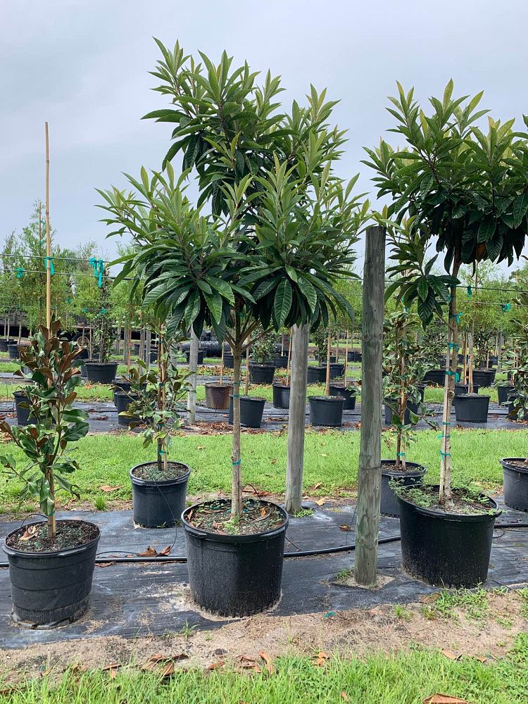 eriobotrya-japonica-loquat-edible-japanese-plum