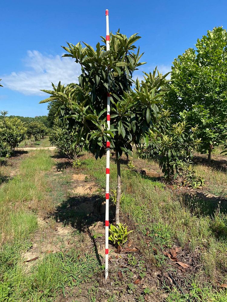 eriobotrya-japonica-loquat-edible-japanese-plum
