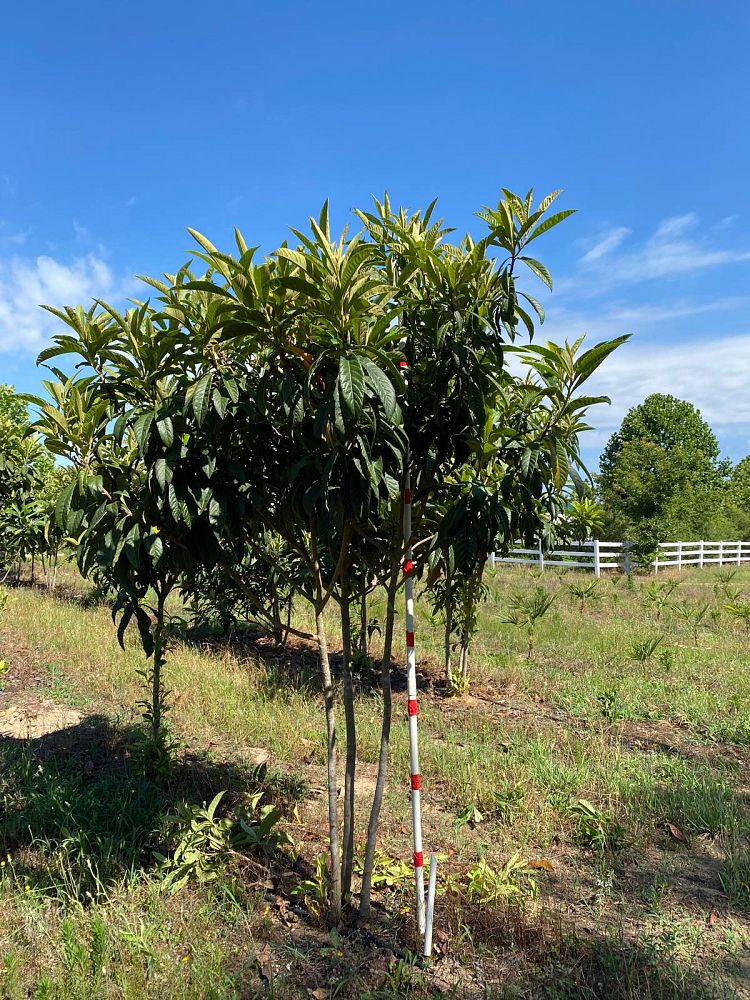 eriobotrya-japonica-loquat-edible-japanese-plum