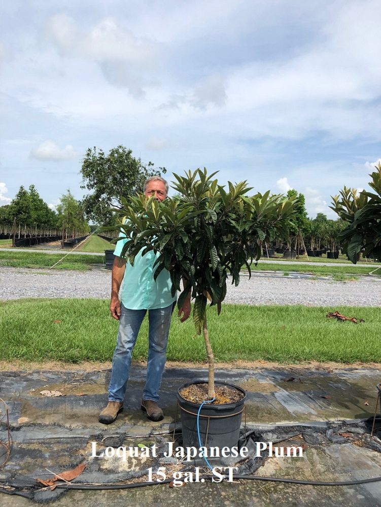 eriobotrya-japonica-loquat-edible-japanese-plum