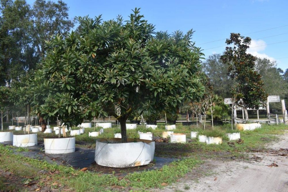 eriobotrya-japonica-loquat-edible-japanese-plum