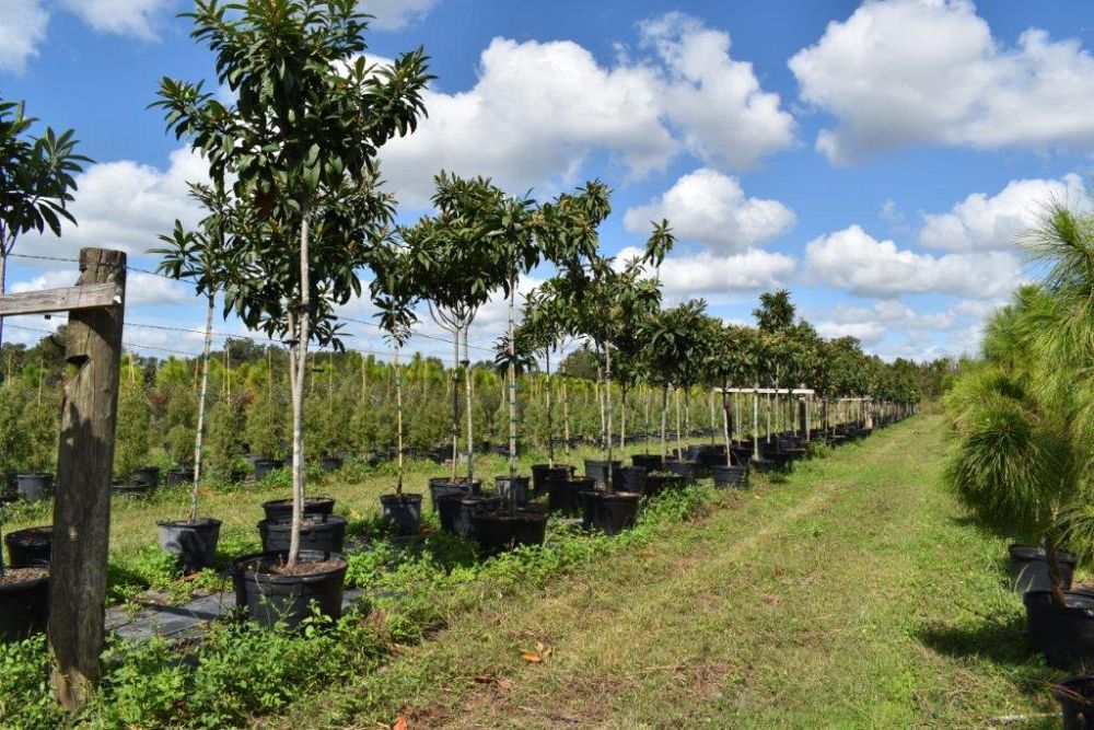 eriobotrya-japonica-loquat-edible-japanese-plum