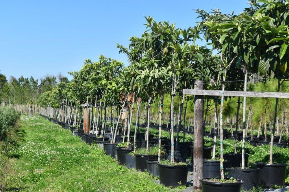 eriobotrya-japonica-loquat-edible-japanese-plum