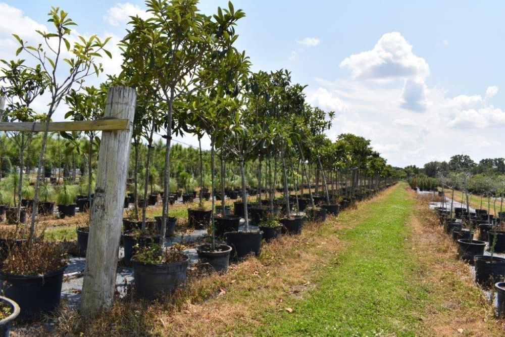 eriobotrya-japonica-loquat-edible-japanese-plum