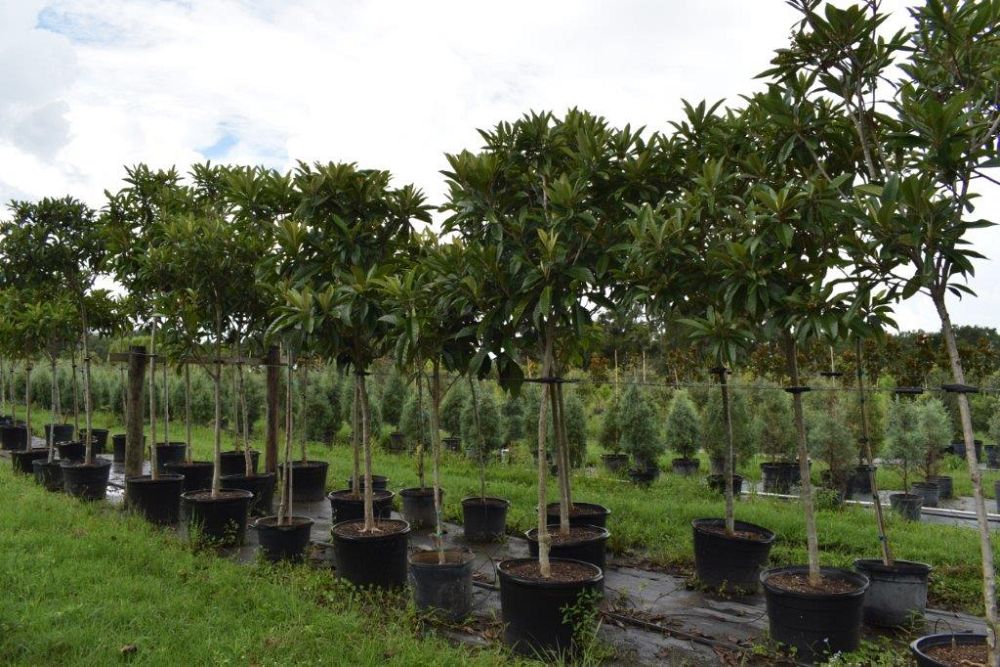 eriobotrya-japonica-loquat-edible-japanese-plum